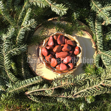 Load image into Gallery viewer, Red Jasper (Brazil)
